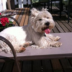 Meet your Posher, Rae